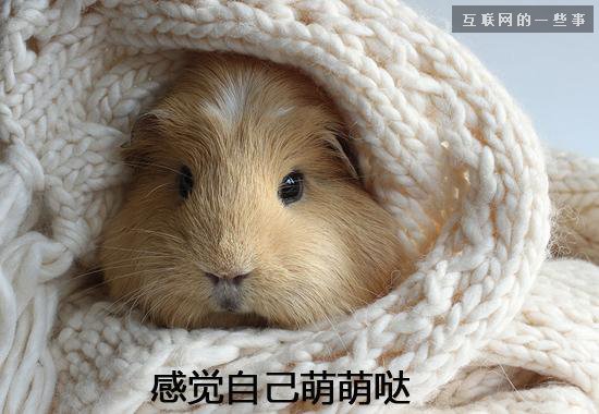 [問題來了]年度十大網絡流行語是這些？